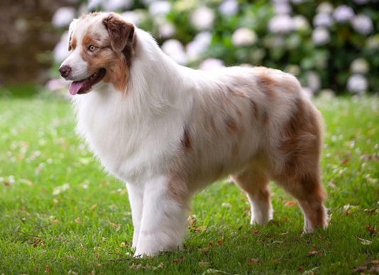 different types of dog breeds 