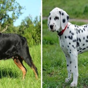 Different Types of Dogs: 10 Popular Dog Breeds Pictures 2023