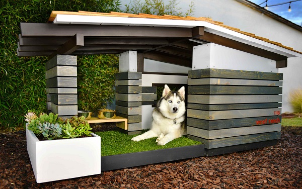 Dog House Design