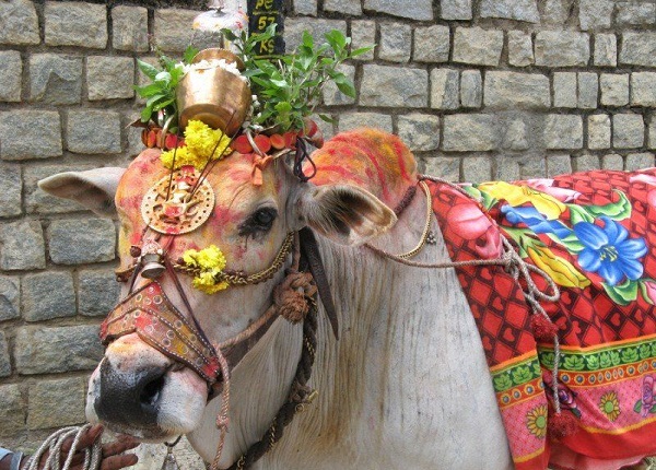 Sankranti Cow Decoration