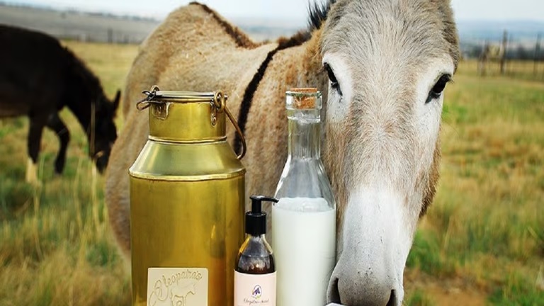 10 Amazing Donkey Milk Benefits