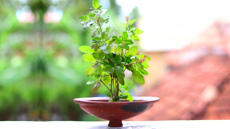 Top 10 Tulsi Plant Benefits for Home with Vastu Tips