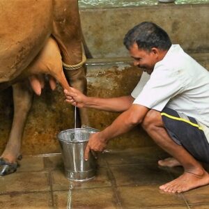 10 Amazing Health Benefits Of Drinking Cow Milk