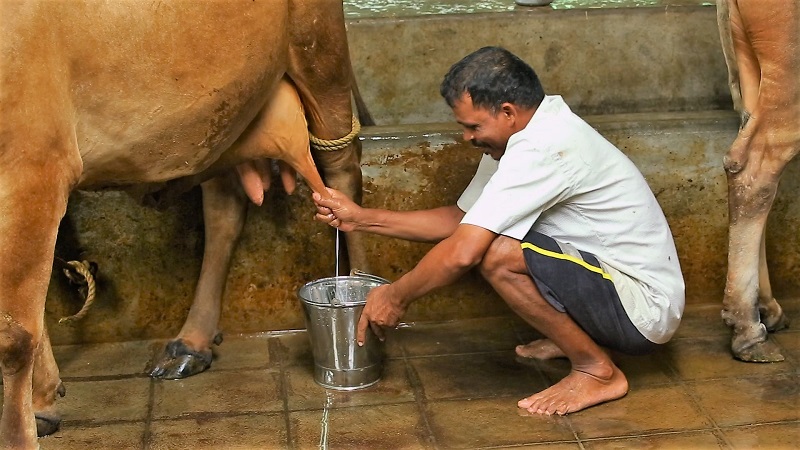 10 Amazing Health Benefits Of Drinking Cow Milk