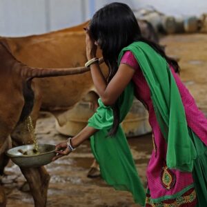 Gomutra Benefits: Benefits of Drinking Cow Urine Daily