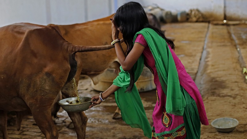 Gomutra Benefits: Benefits of Drinking Cow Urine Daily